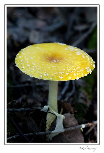 mushroom 1e.jpg